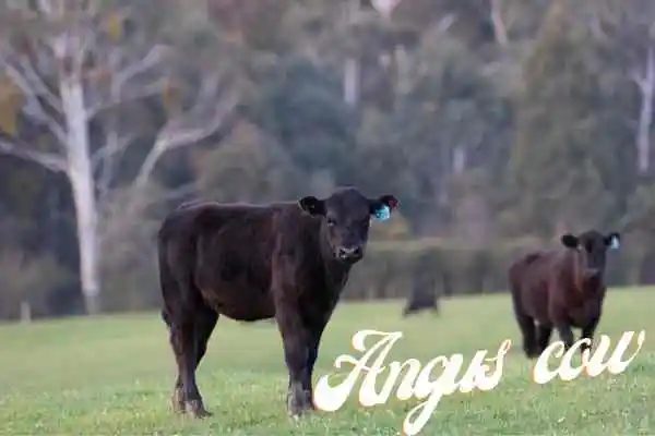 beef cow