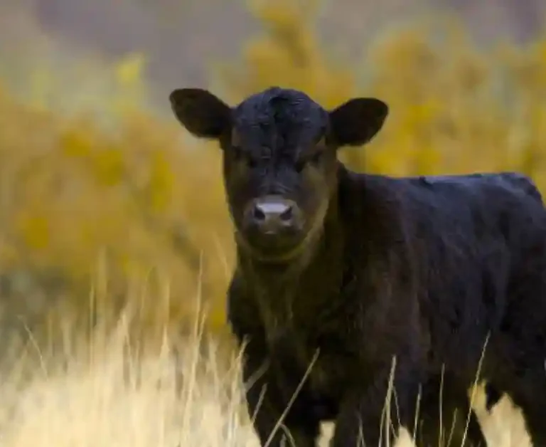 Black Angus cattle