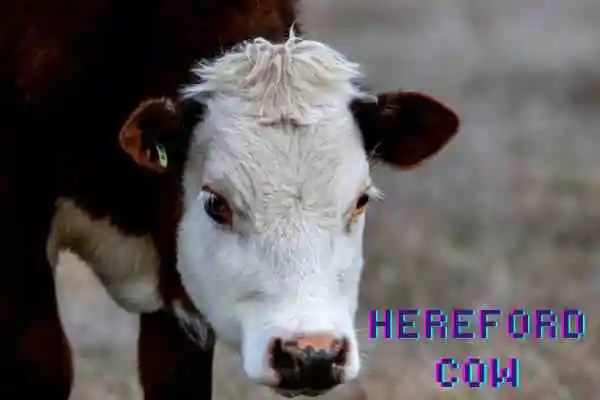 Beef cow
