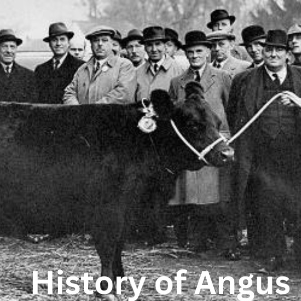 History of Angus cow