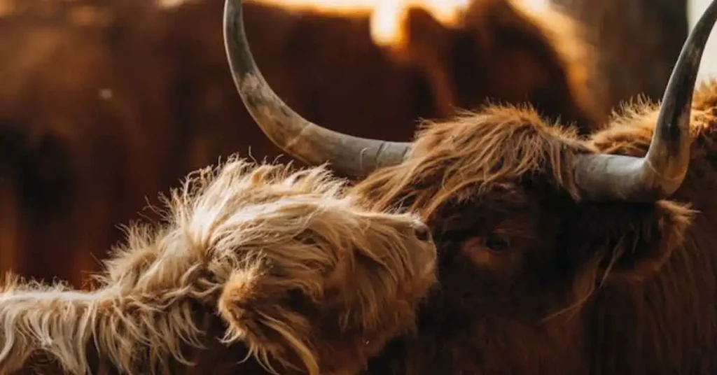 Mini highland cow breeding