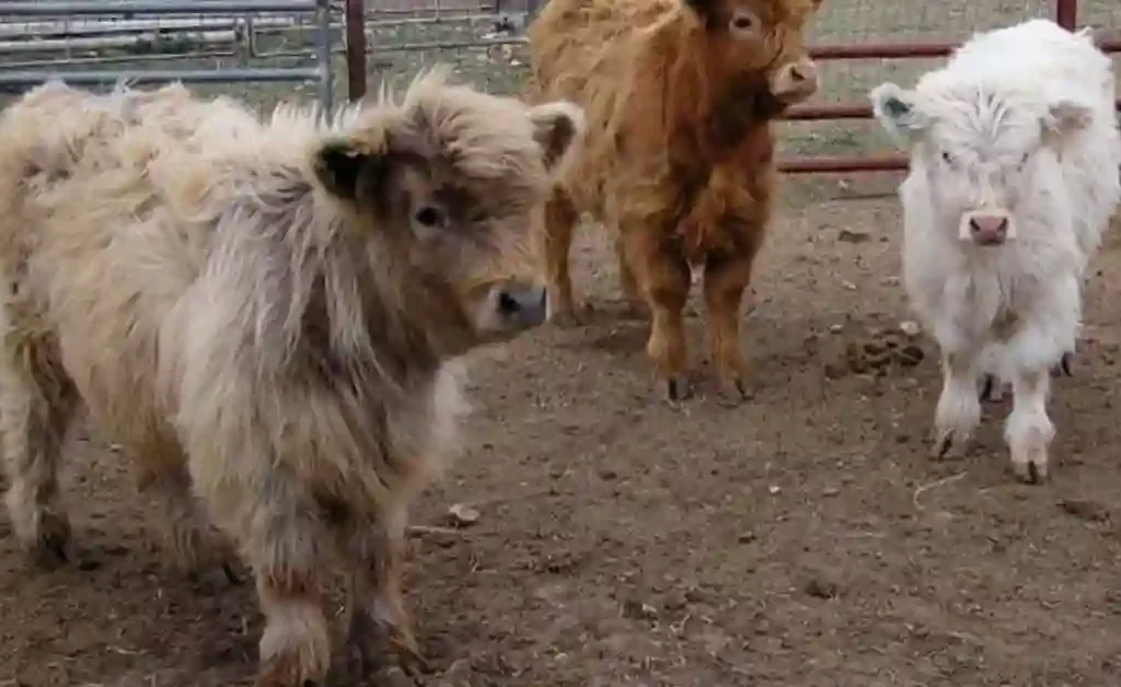 Mini highland cow with calf