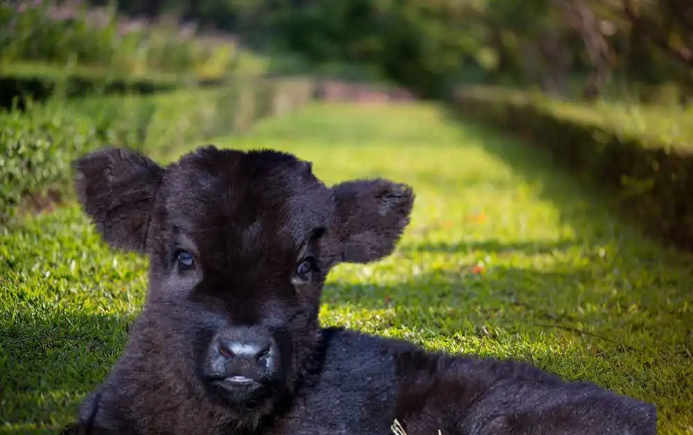 Black mini highland cow.