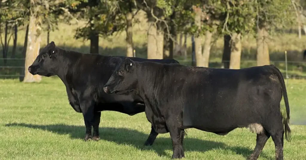 Distinctive Appearance of angus cow