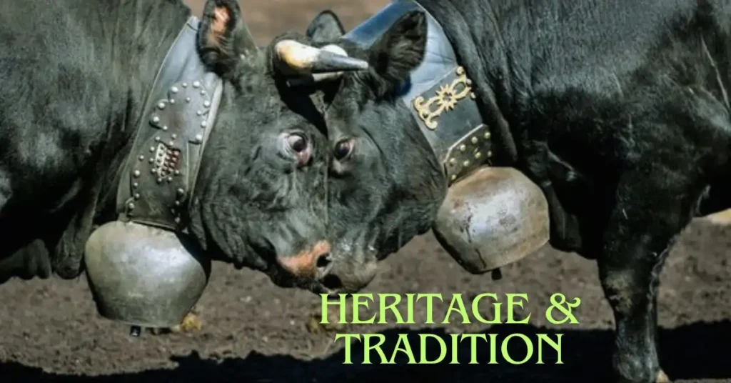 heritage & tradition angus cow