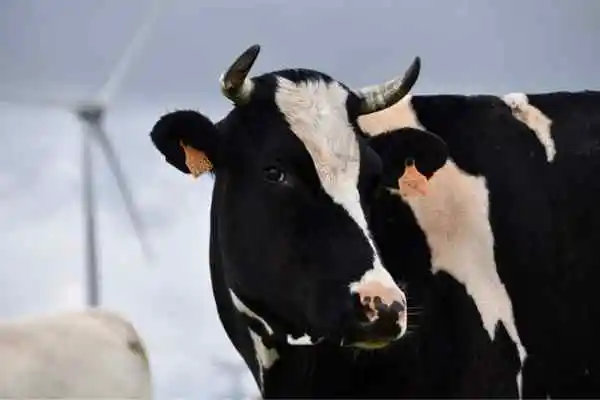 Dairy cow