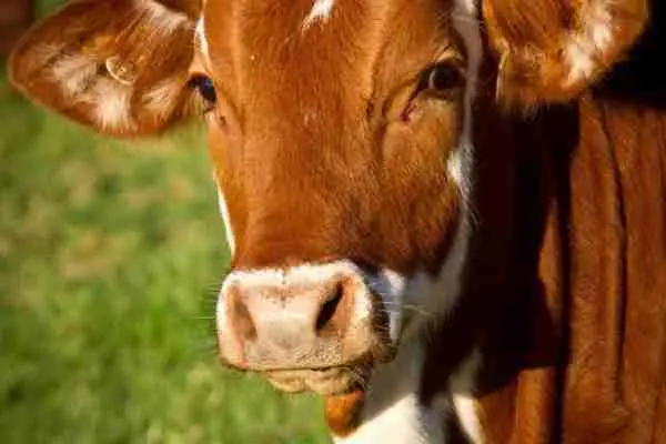 Dairy cow