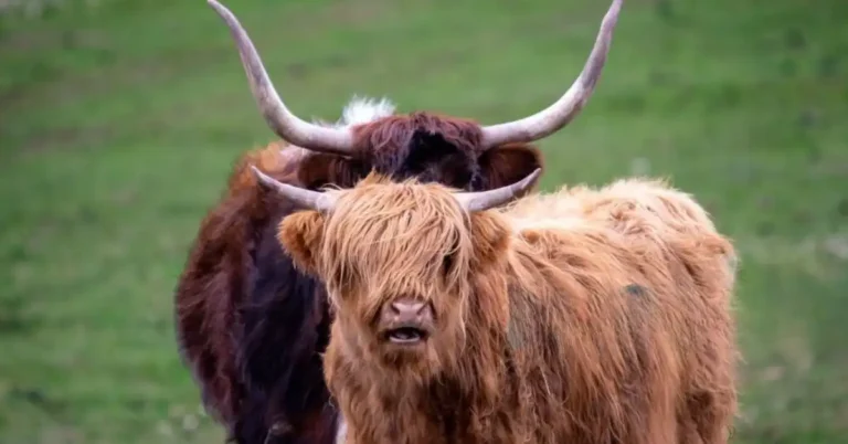 Different types of mini highland cows