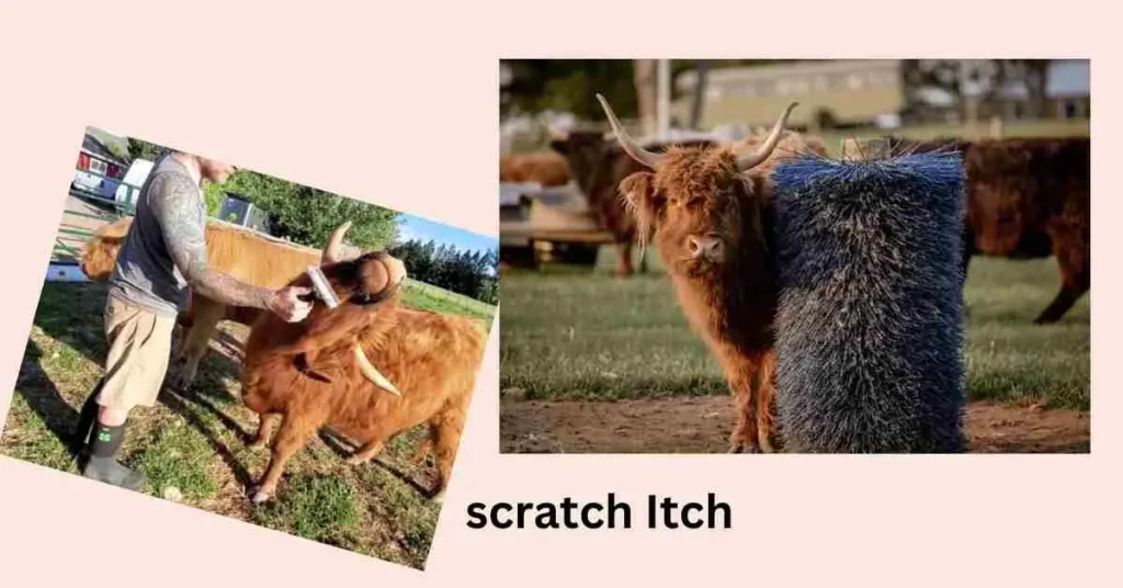 This is how can miniature highland cow itch scratch. 