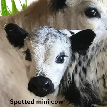 Spotted miniature cow.