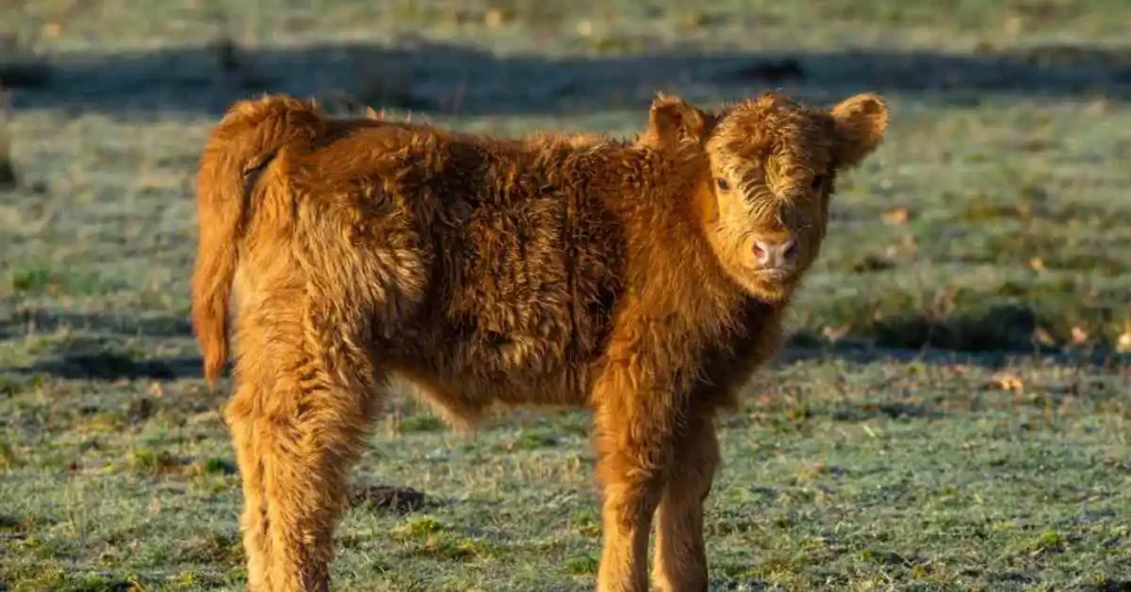 teacup mini cow standing in sun rising shadow.