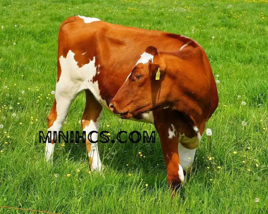 Coat Colour of Holstein Cows