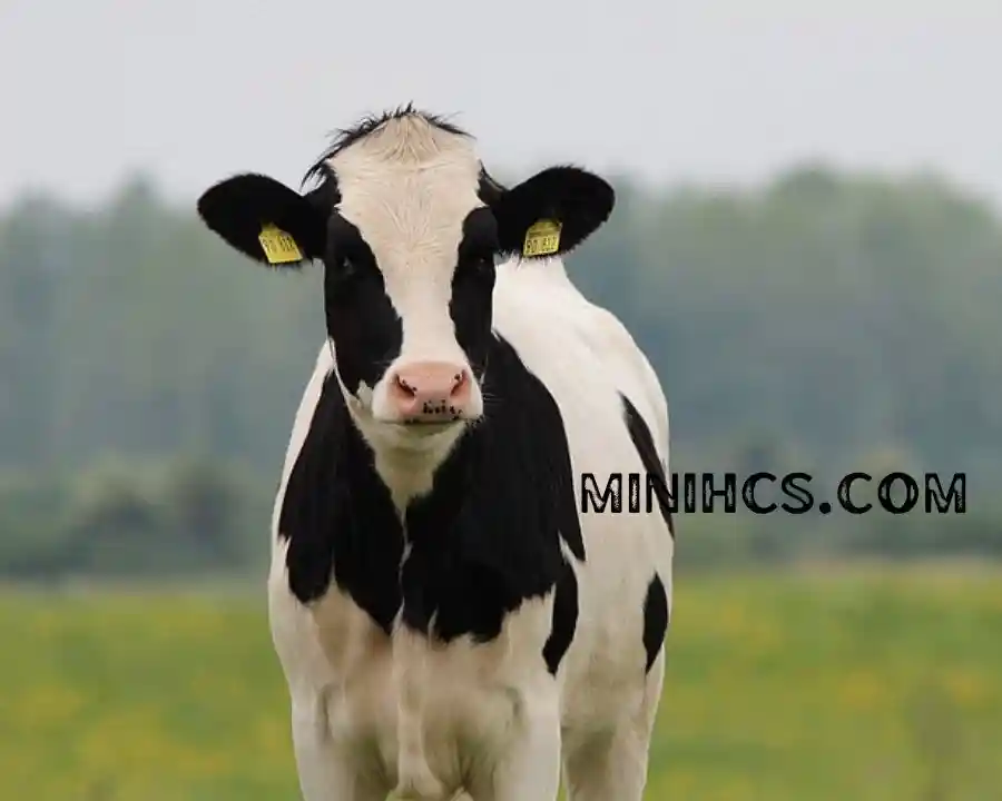 Coat Colours of Holstein Cows