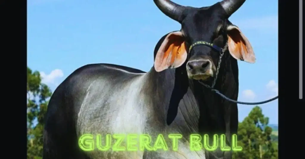 Guzerat cattle