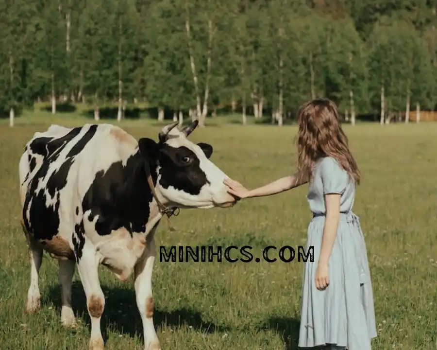 Holstein Cows social interaction