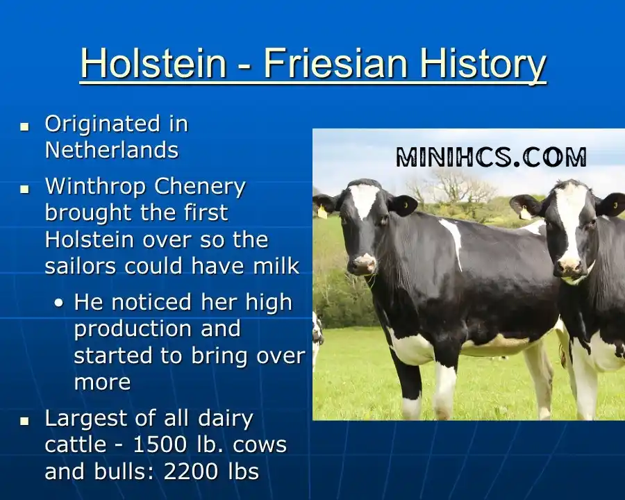 History Of Holstein Dairy Cow