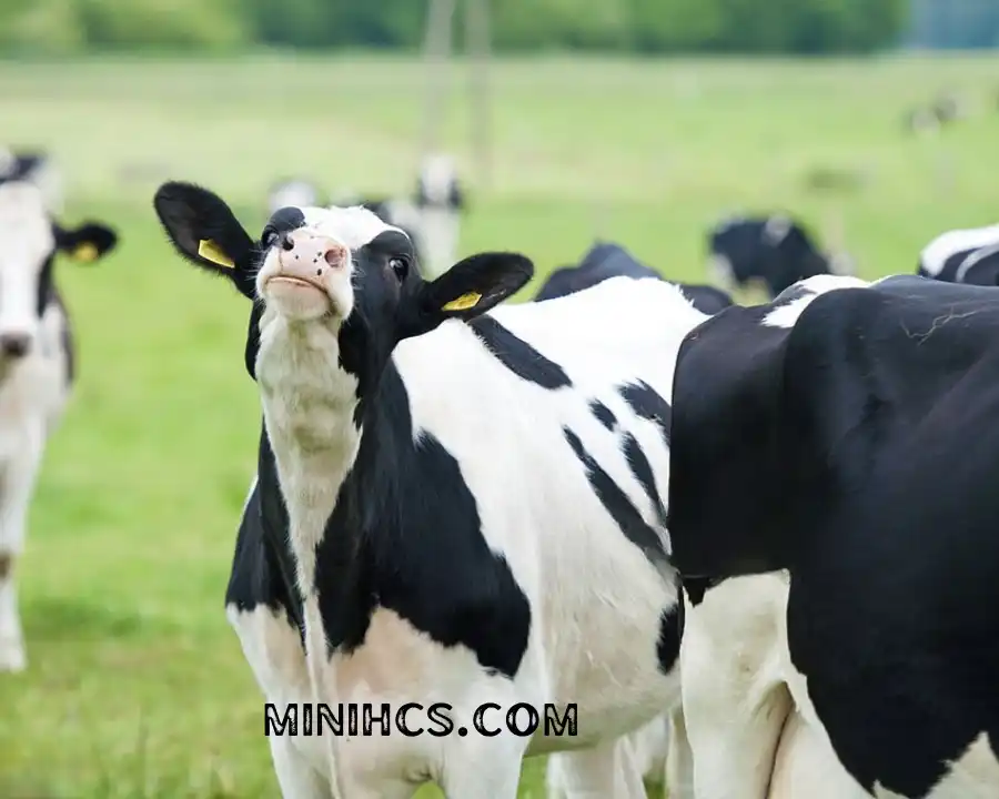 Sleek of Holstein Cows