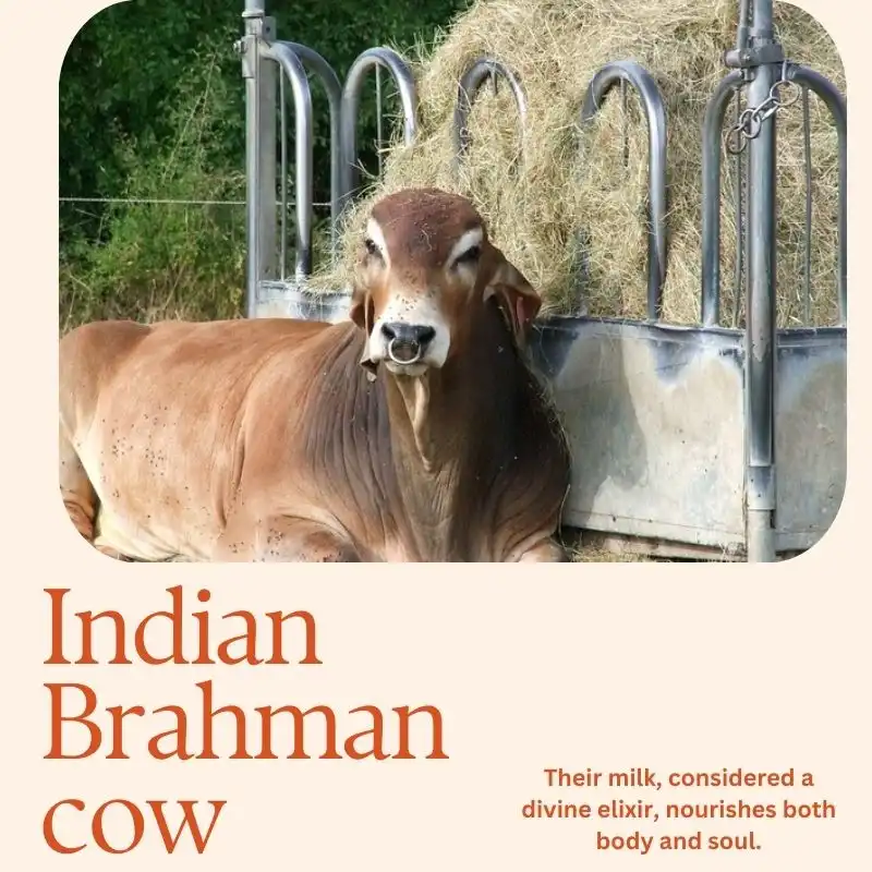 Indian Brahman cow