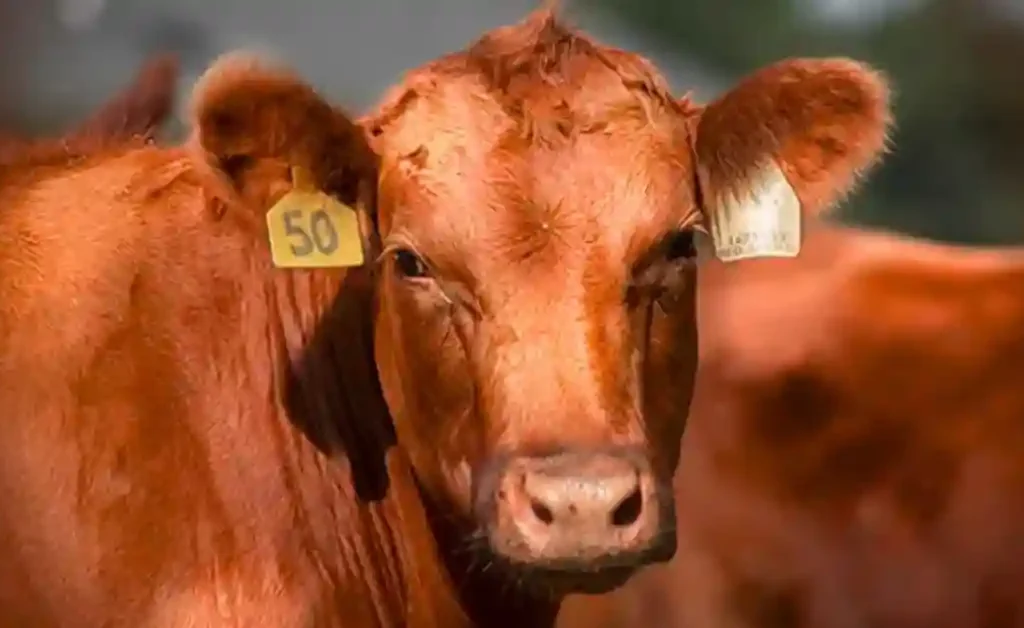 Red Angus cattle