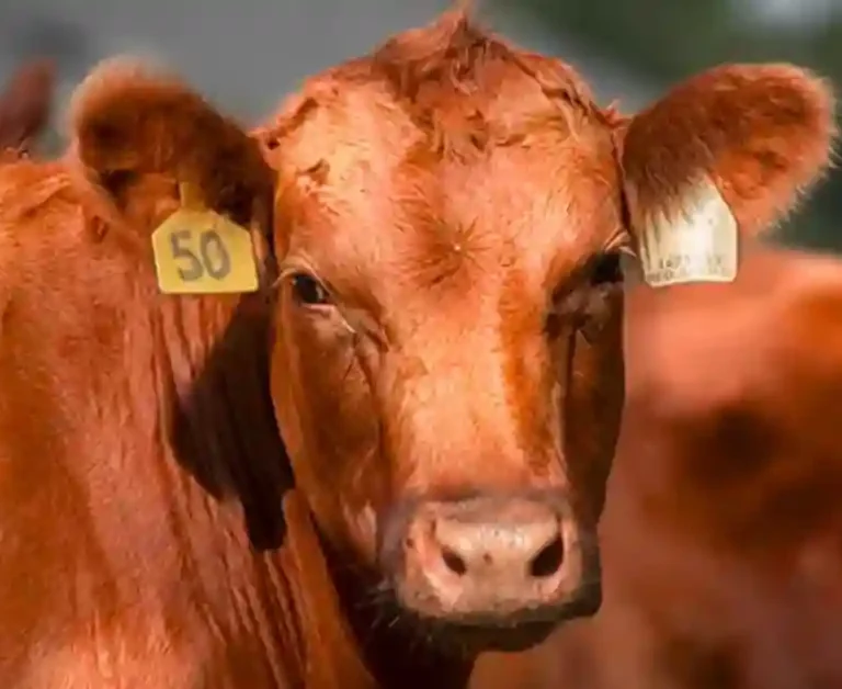 Red Angus Cattle