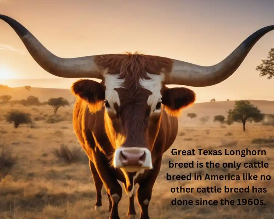 History of texas longhorn breed