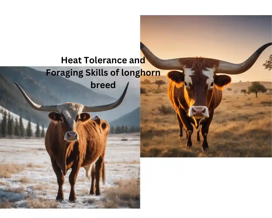 Heat Tolerance and Foraging Skills of longhorn text breed