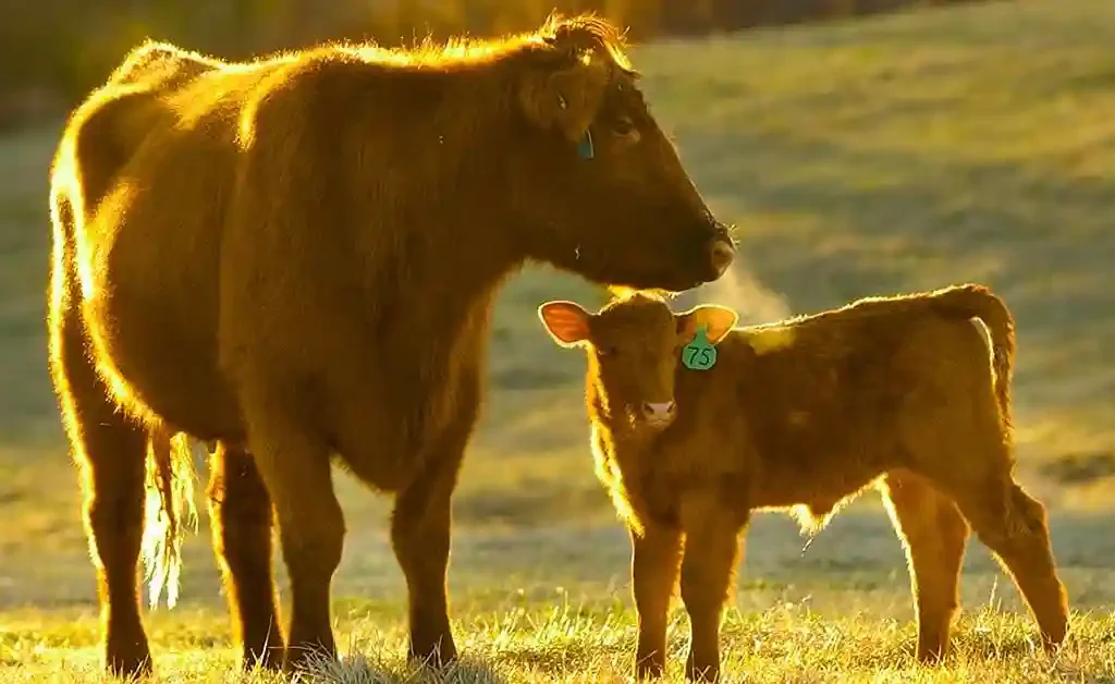 red angus Calf