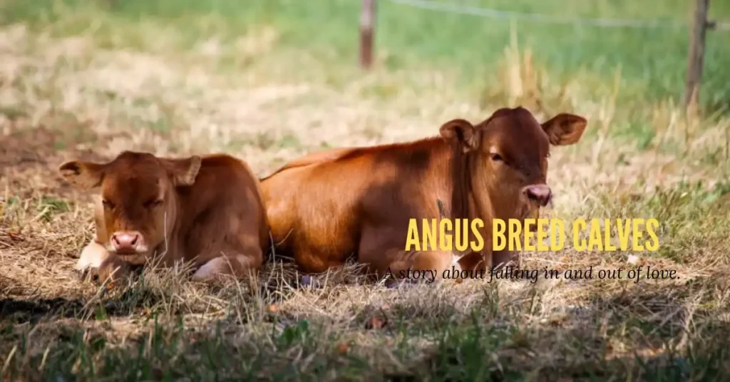 Red Angus calves breed.