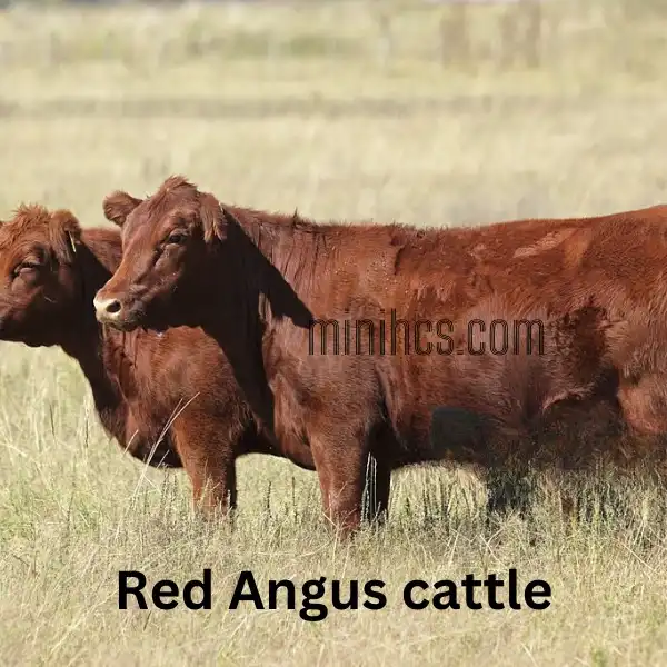 Red Angus cow history