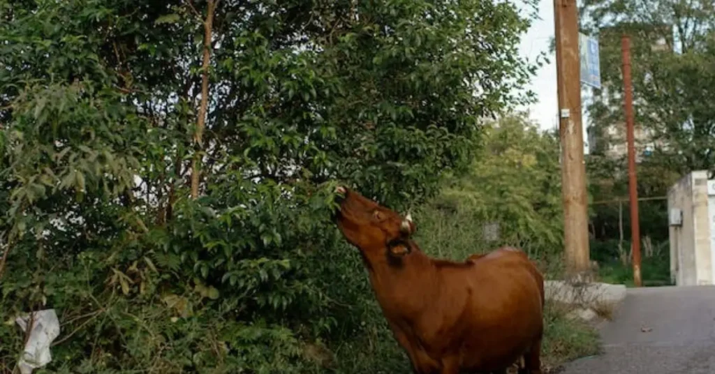 Red Angus cow temperament .