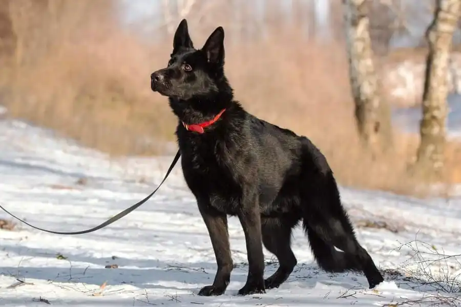 Black German Shepherds