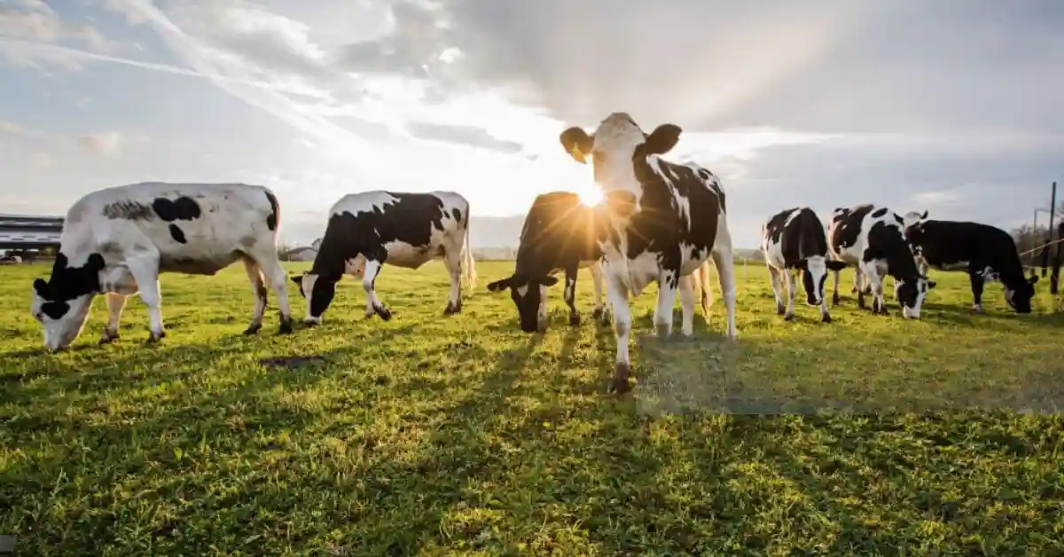 Holstein cow