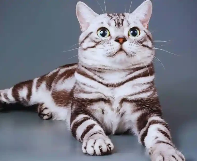 American-Shorthair-Cats