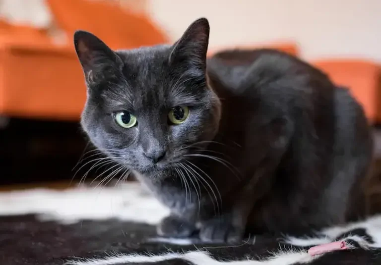 Blue-Russian cat