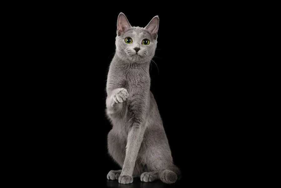 Urinary Problems of Russian Blue Cat