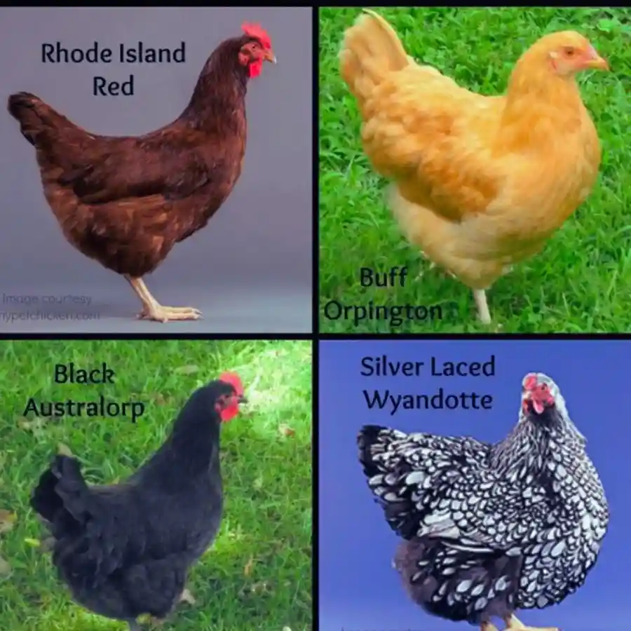  Dual-Purpose Roosters