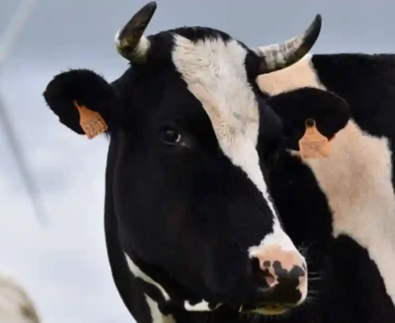 Holstein Friesein cow