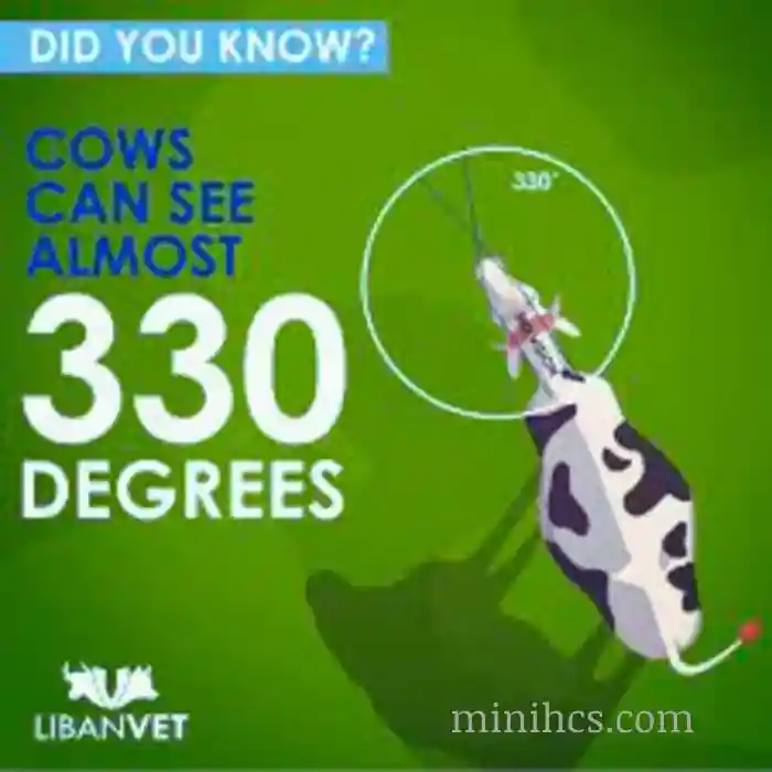 How Many Degrees Can Cows See