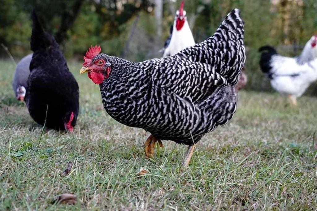 Plymouth Rock Rooster