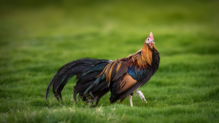 phoenix Rooster