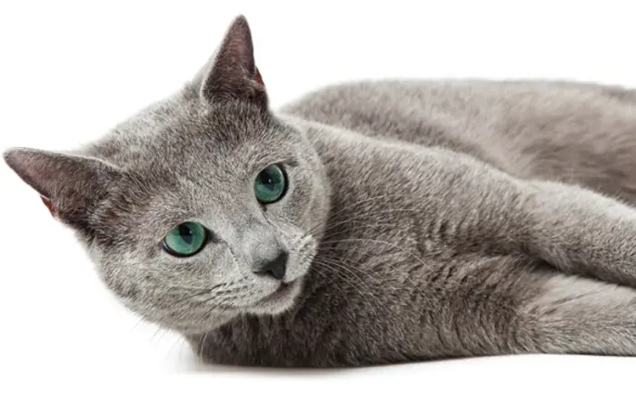 Russian Blue cats 