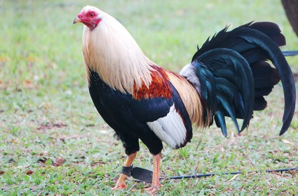 Game Fowl Roosters 