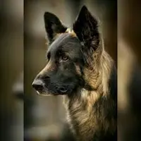 Black German Shepherd Origin