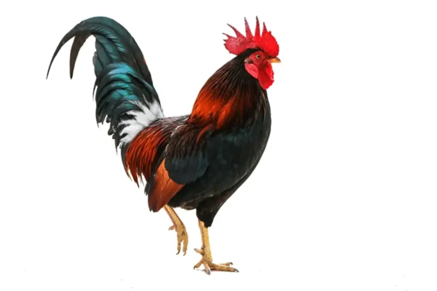 Bantam Roosters 