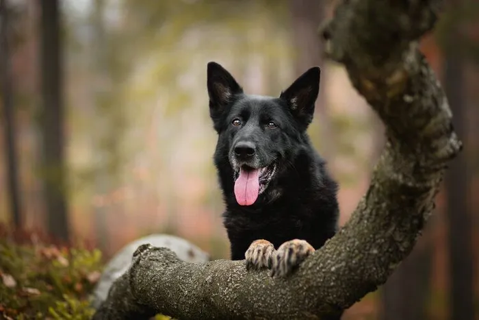 Physical Characteristics of Black German Shepherd