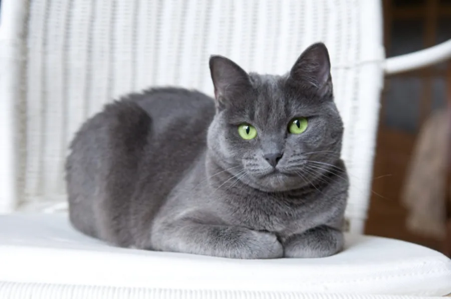 Russian Blue cats 