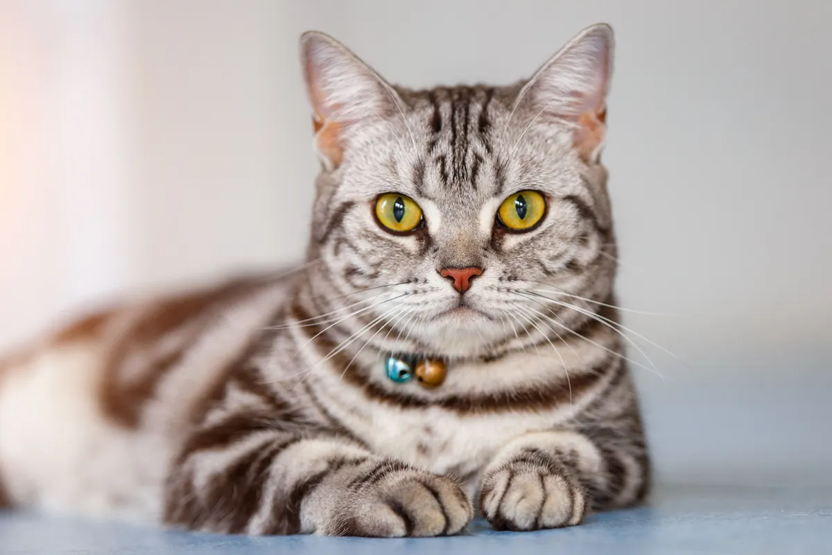 American Shorthair cat