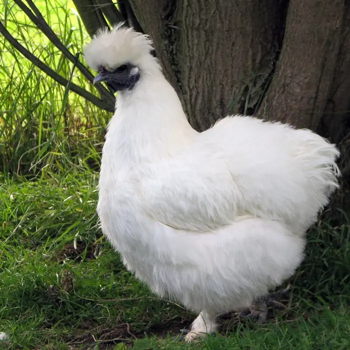 Silkie rooster
