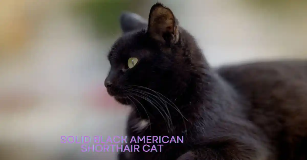 Solid Black American Shorthair cat