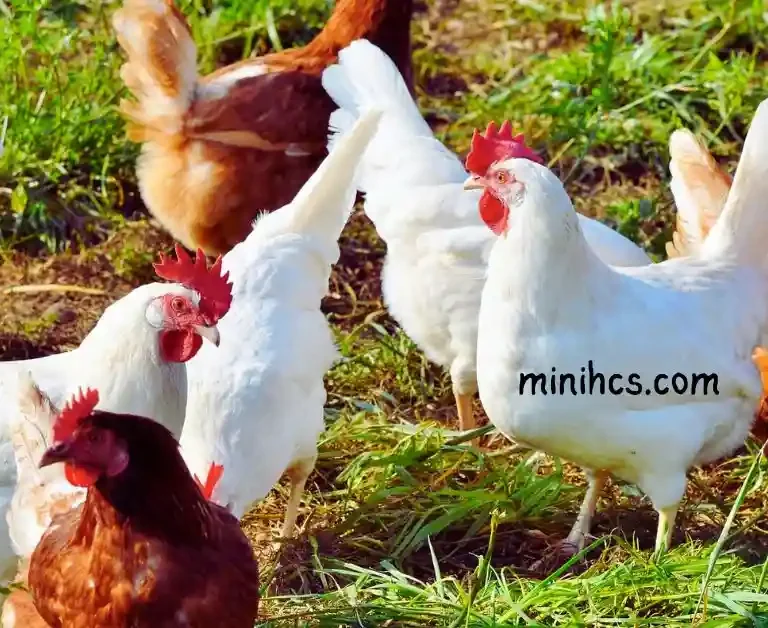 best chicken roost